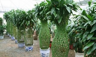 十种养活竹子的方法